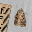 Image of Lantana moth