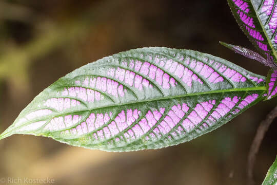 Image of Strobilanthes auriculatus Nees