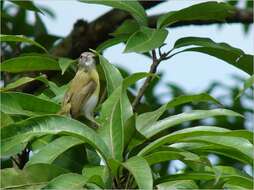 Image of Ashy-headed Greenlet