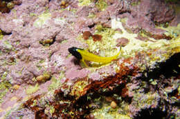 Image of Yellow-and-black Triplefin