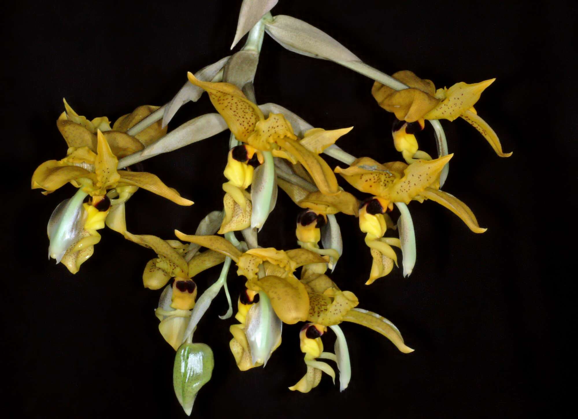 Image of Stanhopea anfracta Rolfe