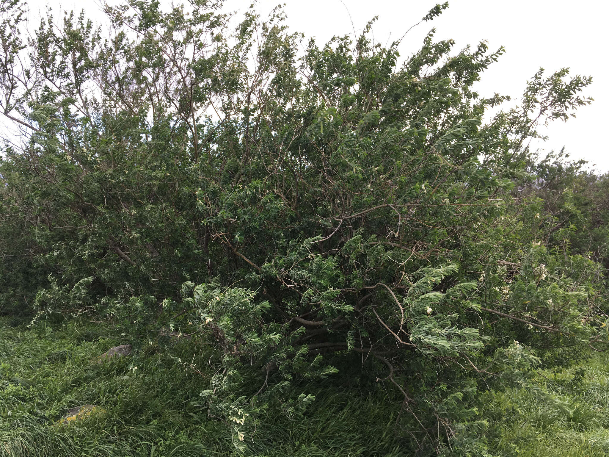 Image of <i>Chamaecytisus prolifer</i> subsp. <i>palmensis</i> (Christ) G. Kunkel