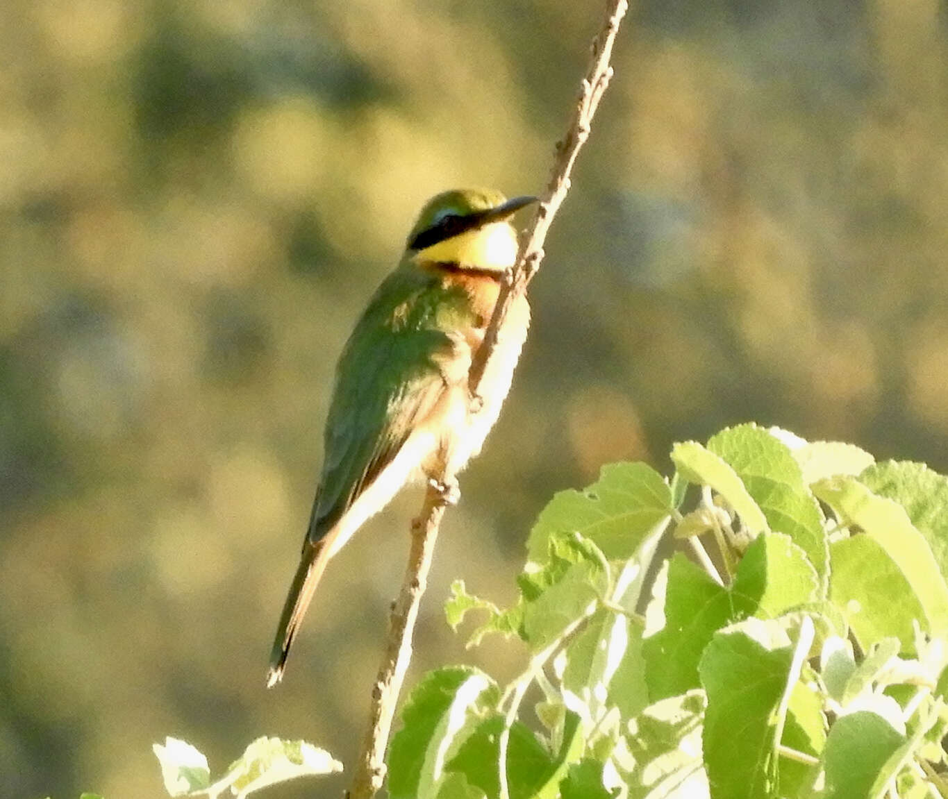 Image of Merops pusillus argutus Clancey 1967