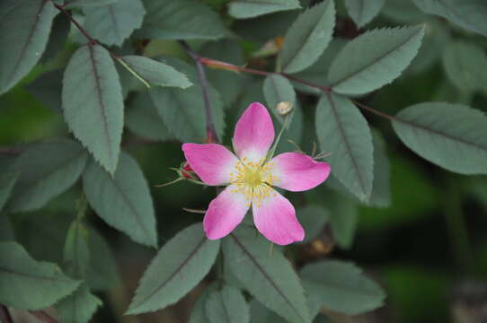 Image of Rosa glauca Pourret