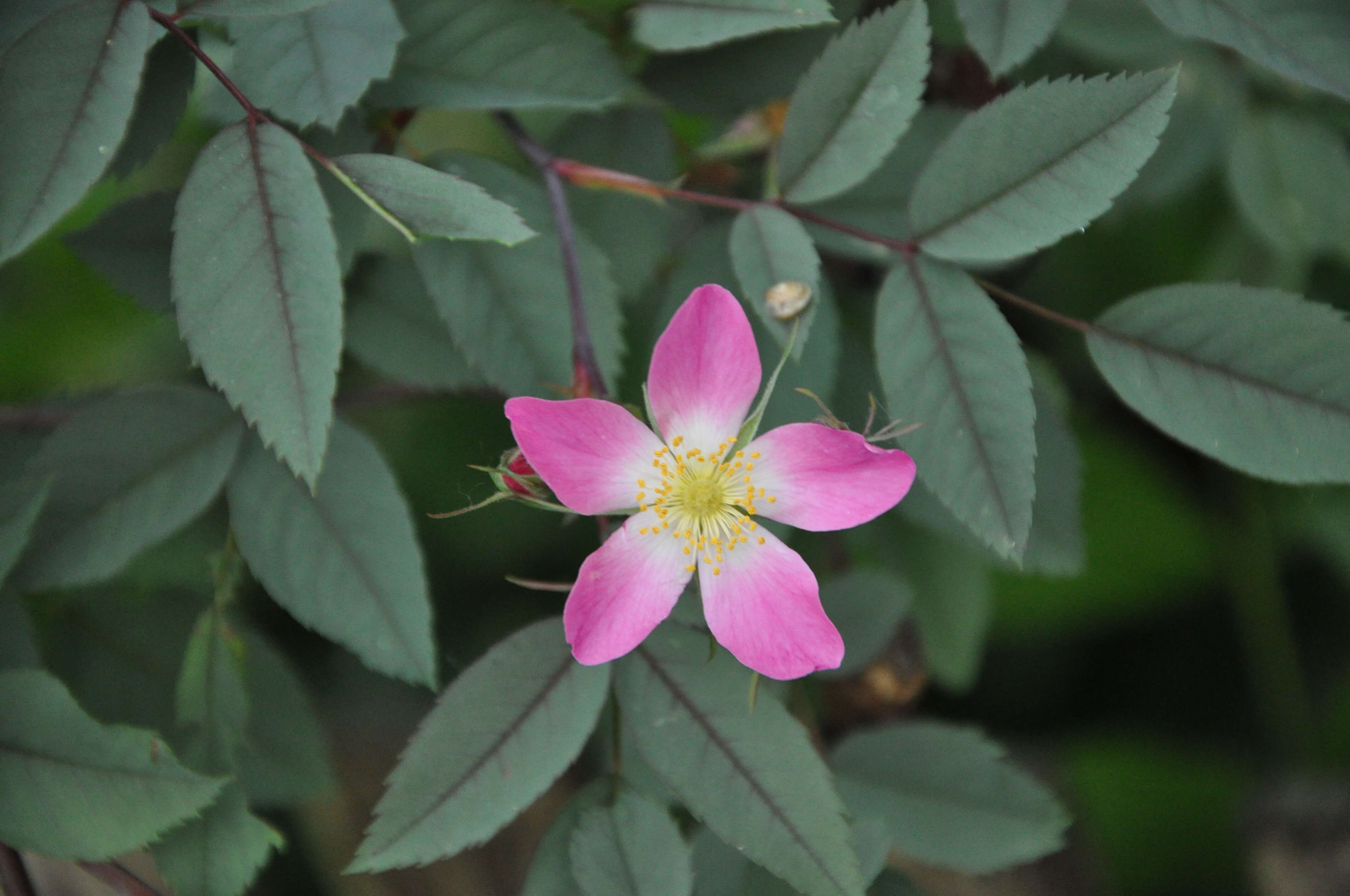 Plancia ëd Rosa glauca Pourret