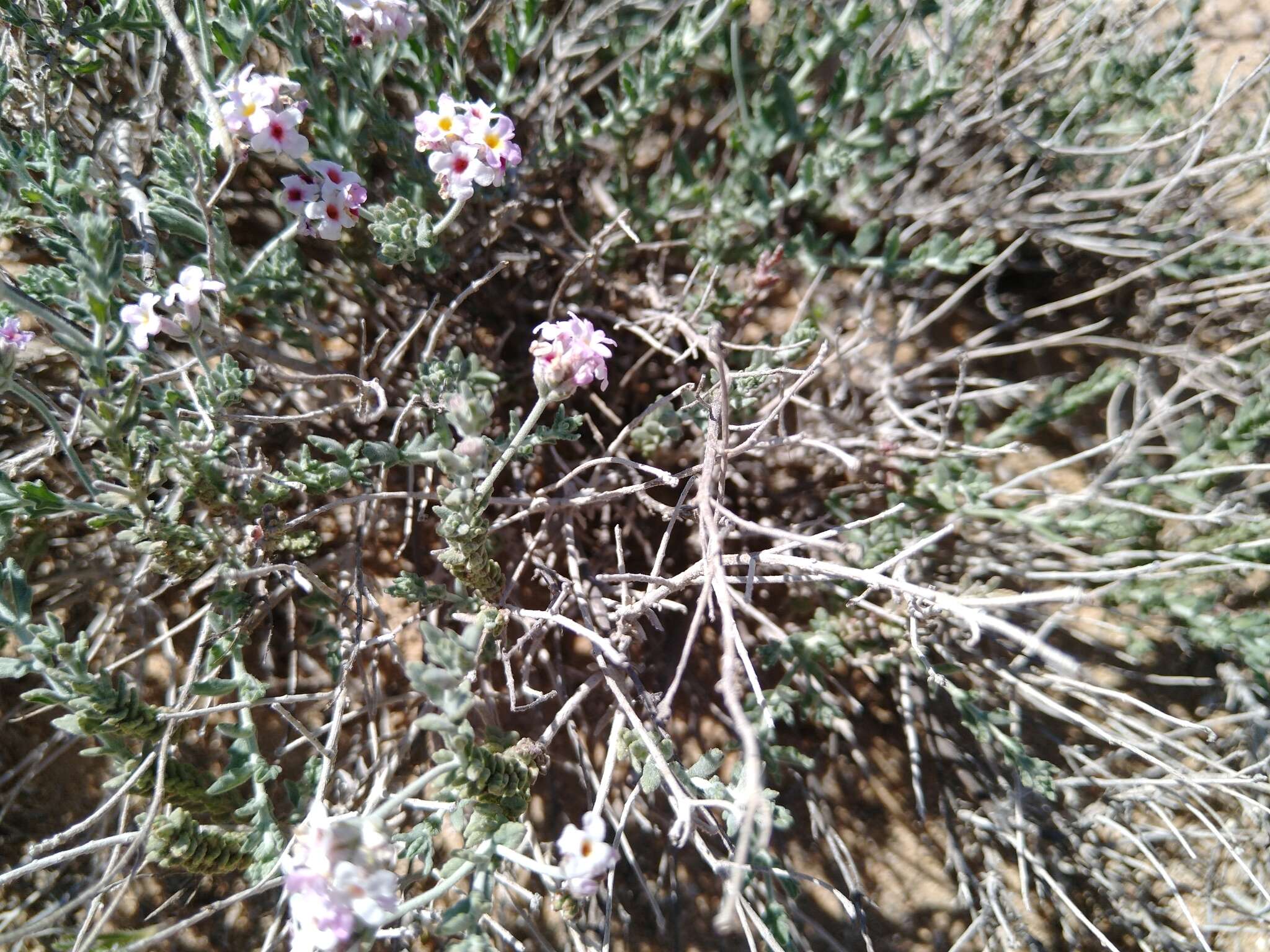 Image de Lippia fastigiata Brandegee