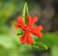 Слика од Silene chalcedonica (L.) E. H. L. Krause
