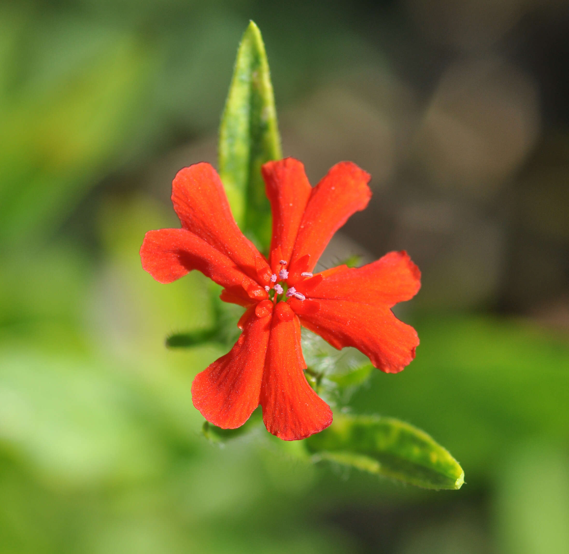 Слика од Silene chalcedonica (L.) E. H. L. Krause