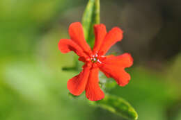 صورة Silene chalcedonica (L.) E. H. L. Krause