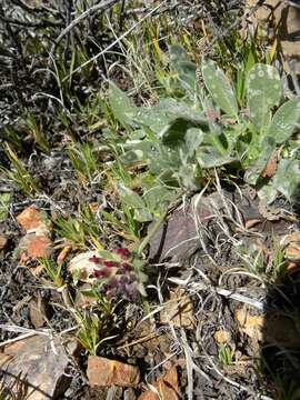 Слика од Anthyllis vulneraria subsp. saharae (Sagorski) Maire