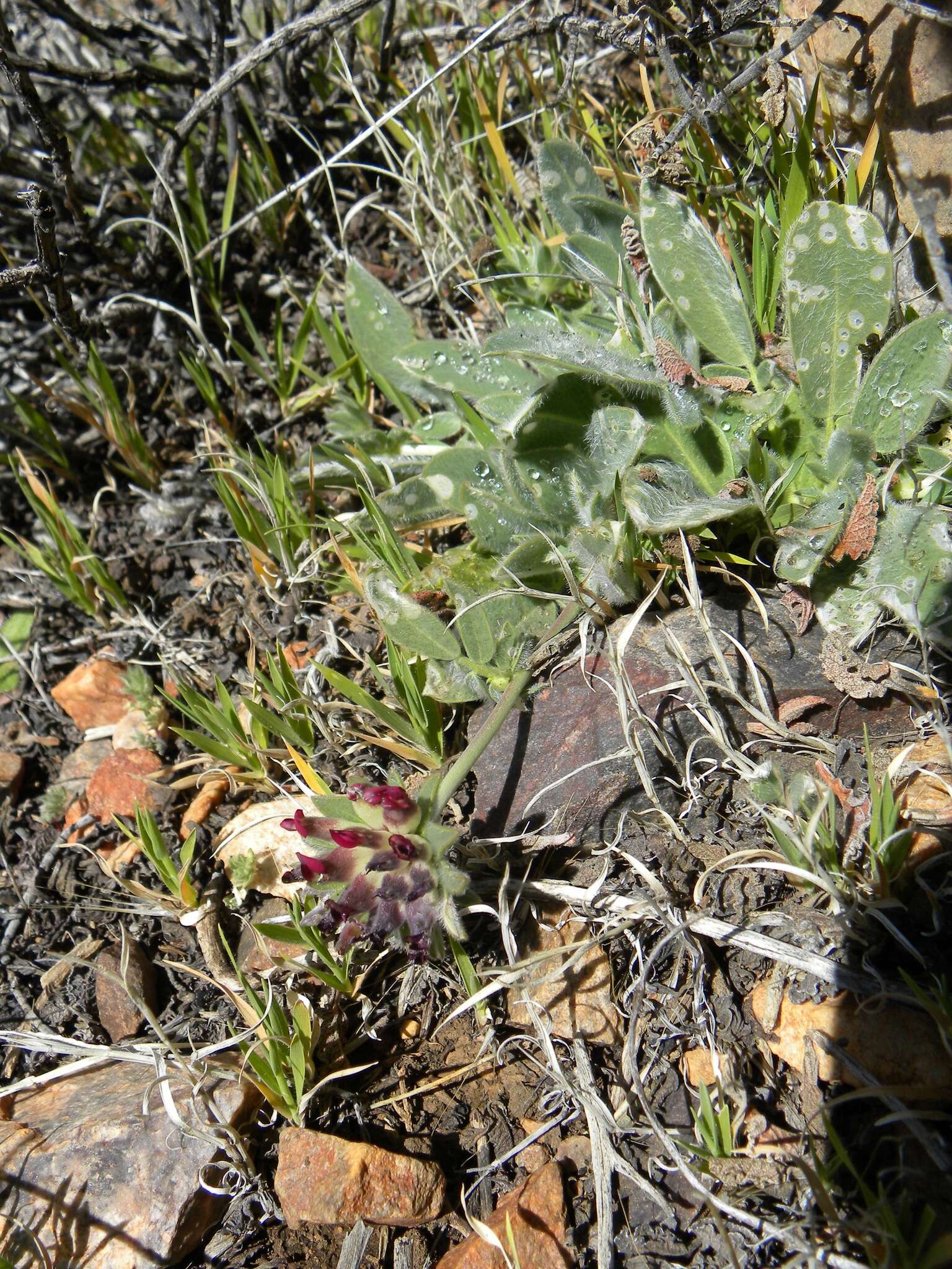 Image of Anthyllis vulneraria subsp. saharae (Sagorski) Maire