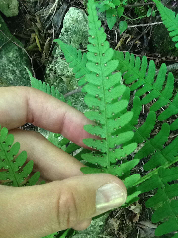 Sivun Dryopteris marginalis (L.) Gray kuva