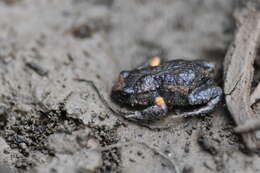 Image of Bibron’s Toadlet