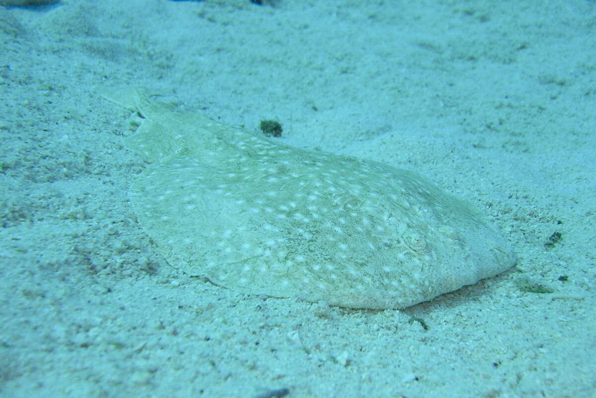 Image of Leopard Torpedo