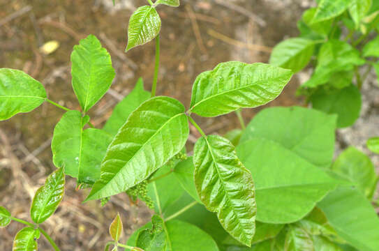 Sivun Toxicodendron rydbergii (Small ex Rydb.) Greene kuva