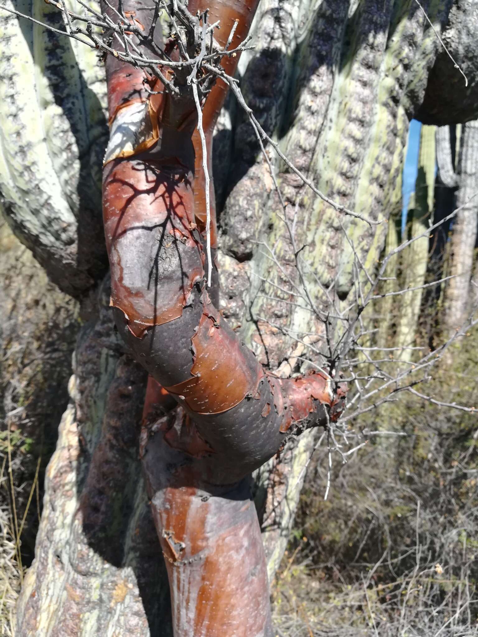 Plancia ëd Bursera morelensis Ramirez