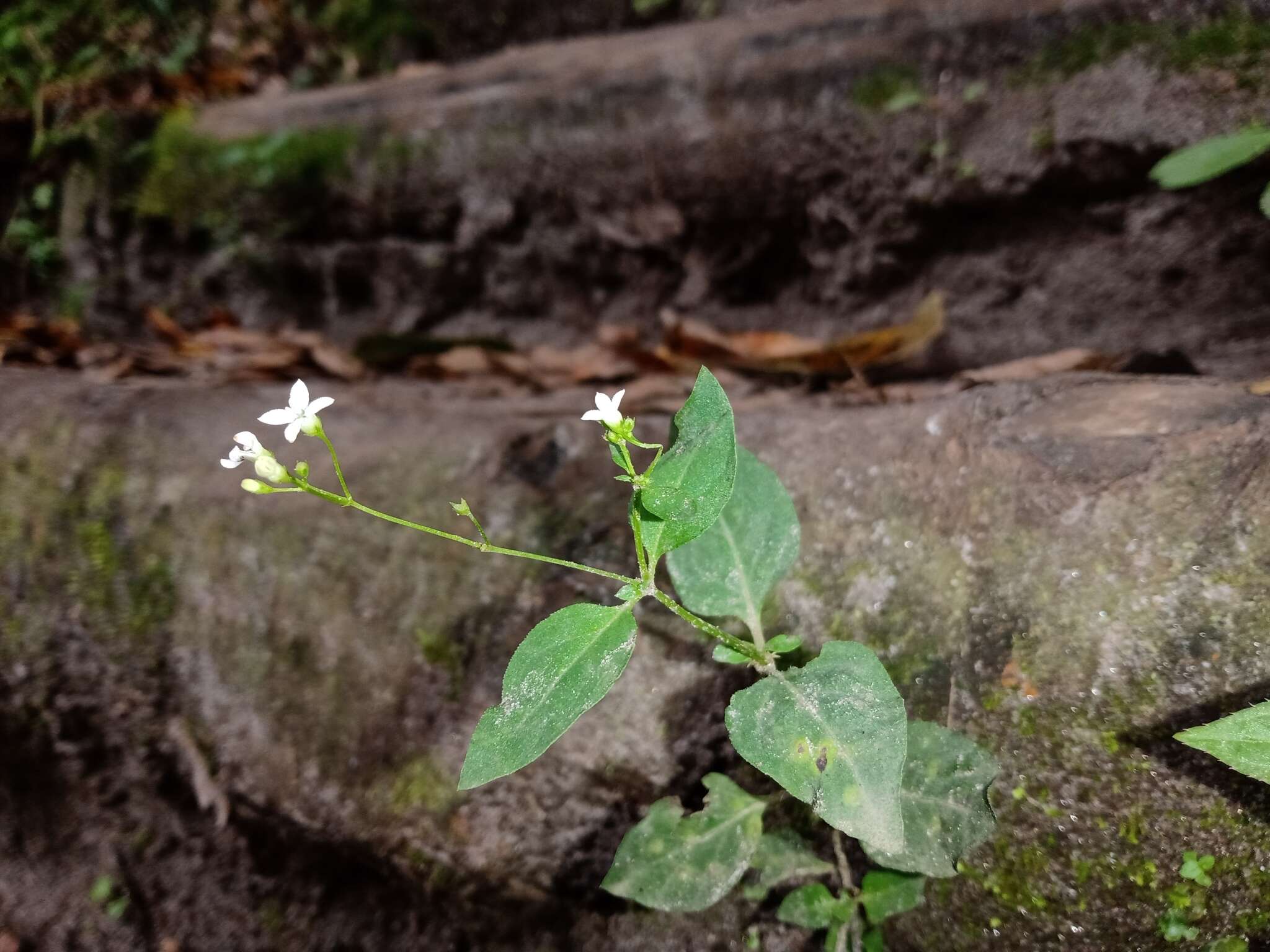 Image of Oldenlandia microtheca (Cham. & Schltdl.) DC.