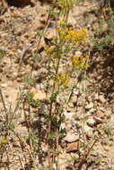 Image of Hypericum scabrum L.