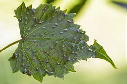 Image of grape phylloxera