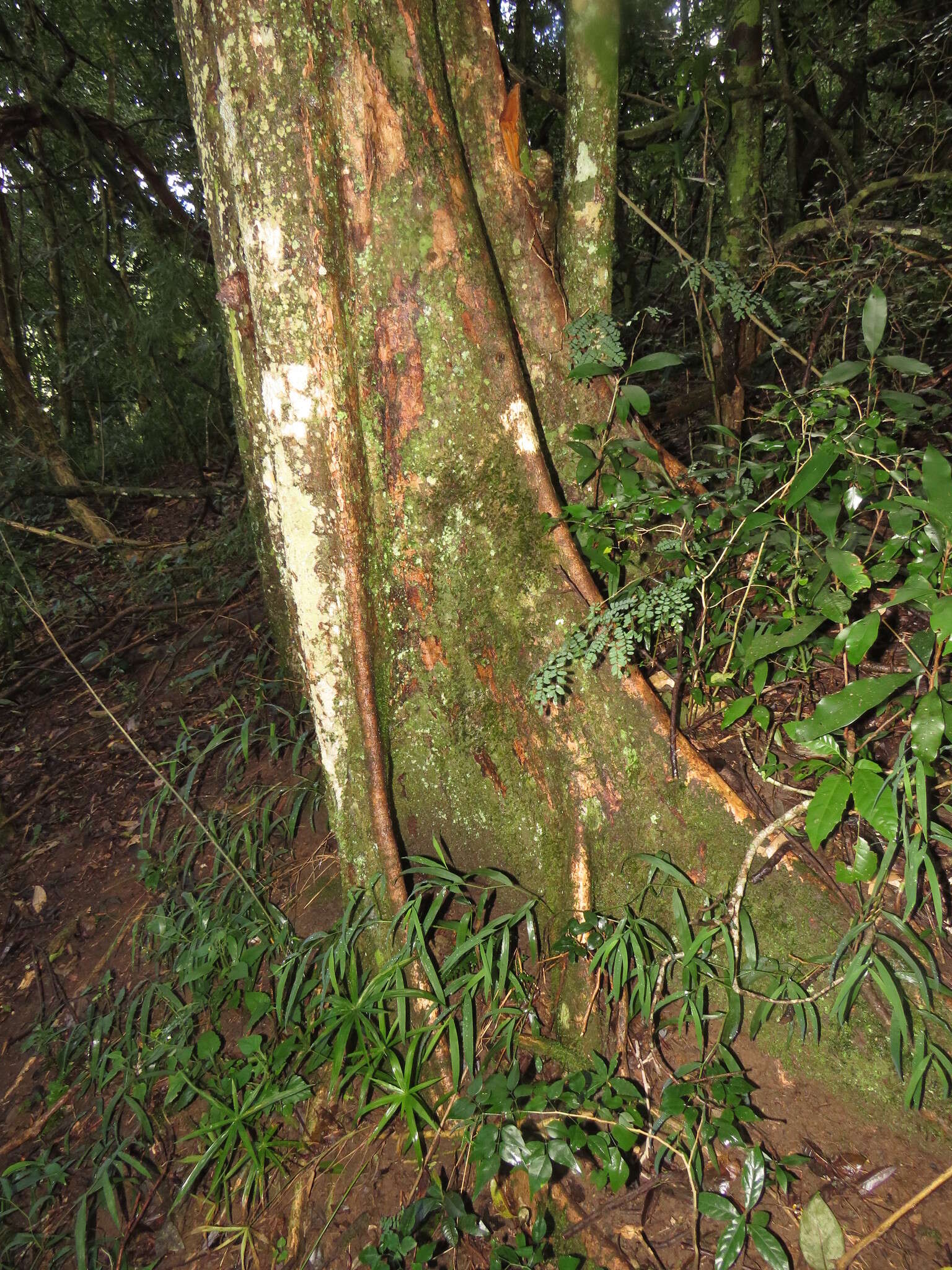 Imagem de Syzygium gerrardii (Harv. ex Hook. fil.) Burtt-Davy