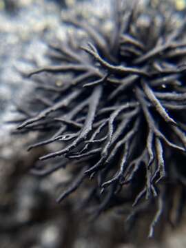 Image of brittle lichen