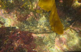 Image of kelpfishes