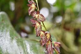 Image of Stelis restrepioides (Lindl.) Pridgeon & M. W. Chase