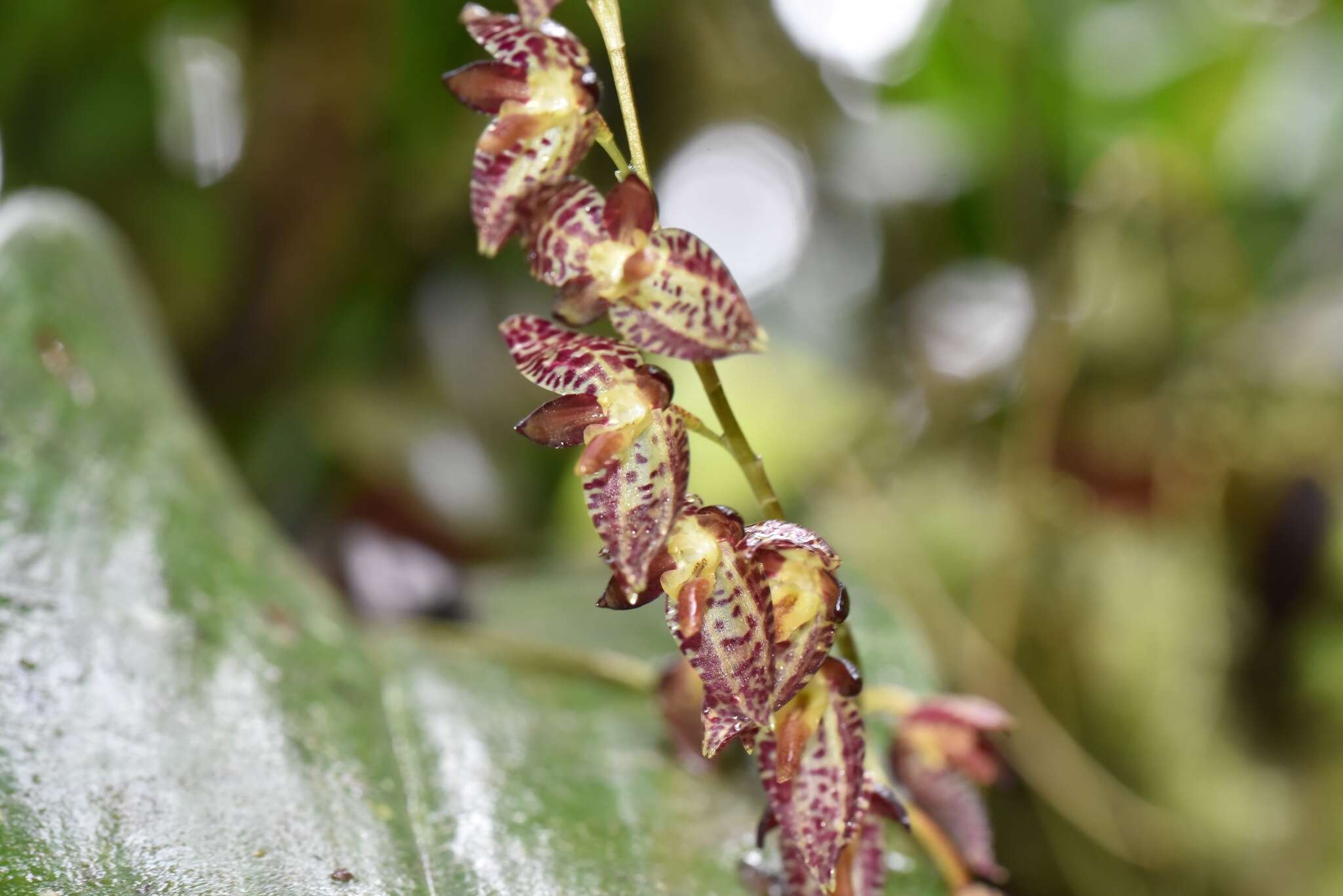 Image of Stelis restrepioides (Lindl.) Pridgeon & M. W. Chase