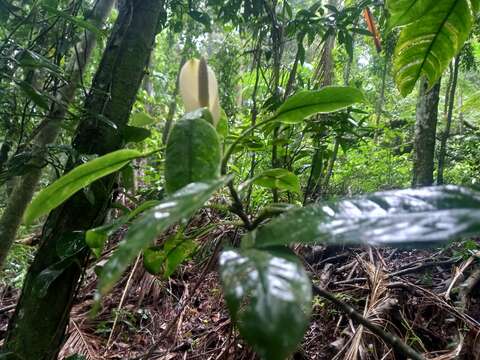 Image of Philodendron propinquum Schott