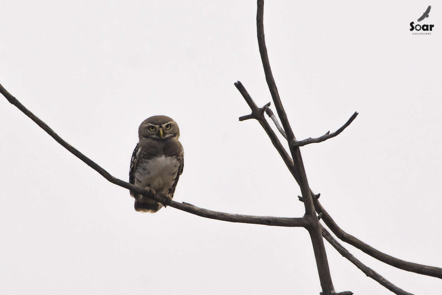 Image of Forest Owlet