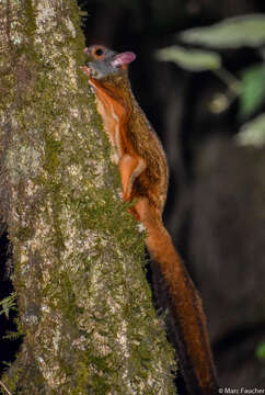 Image of Petaurista caniceps (Gray 1842)