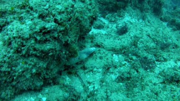 Image of Geometric moray