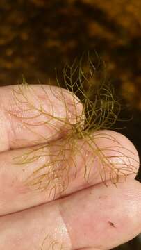 Image of Eastern water-milfoil