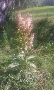 Image of Solidago virgaurea subsp. virgaurea