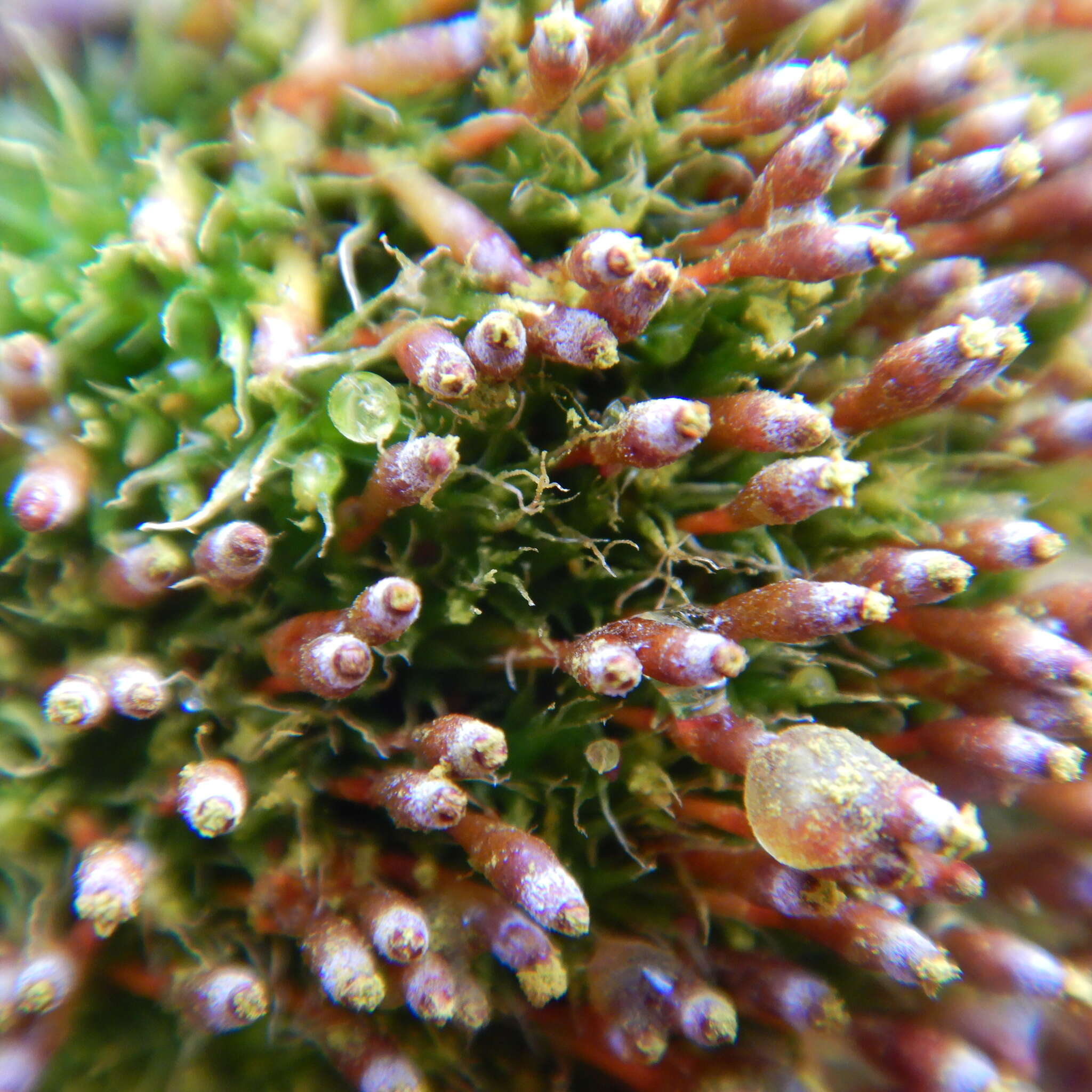 Image of toothedleaf nitrogen moss