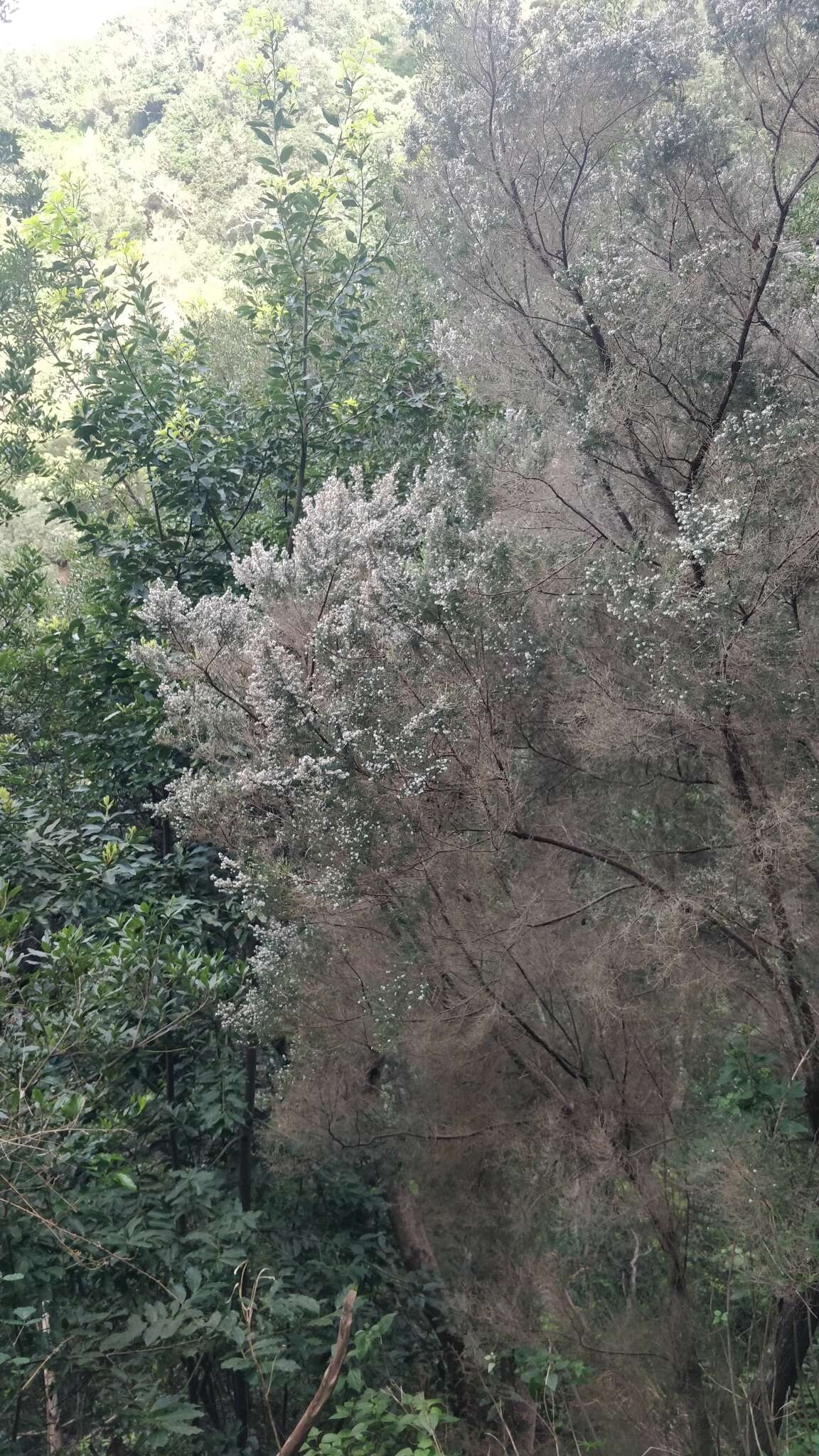 Imagem de Erica platycodon subsp. maderincola (D. C. Mc Clint.) Rivas Mart., Capelo, J. C. Costa, Lousã, Fontinha, R. Jardim & M. Seq.