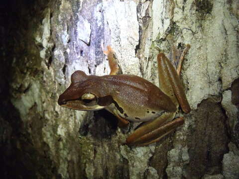 Image de Polypedates macrotis (Boulenger 1891)