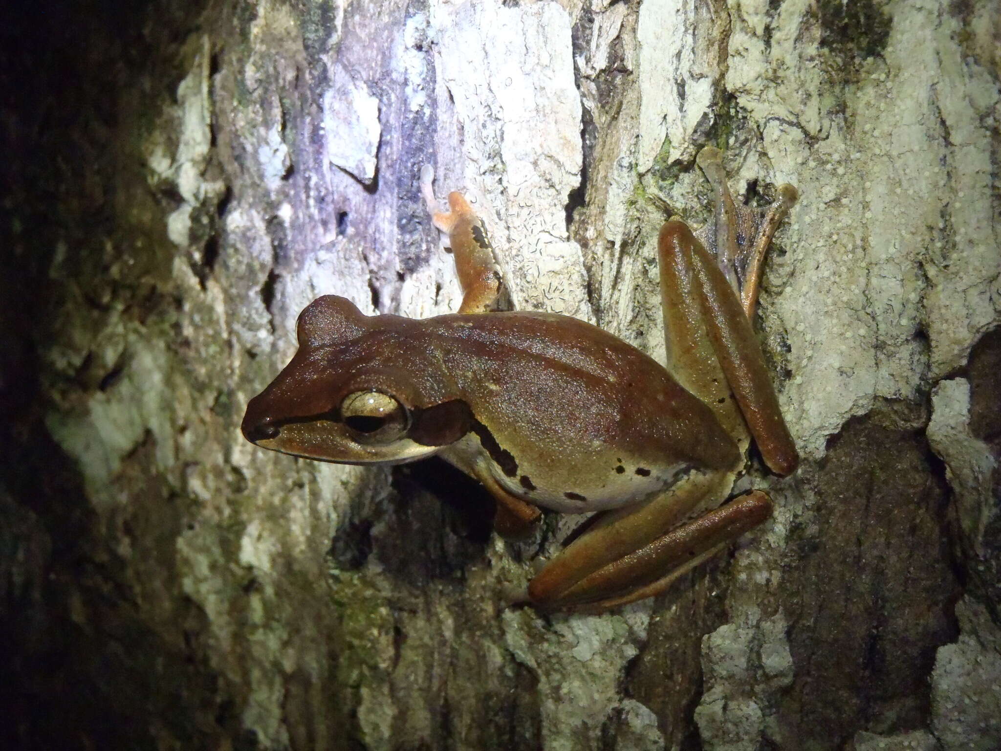 Imagem de Polypedates macrotis (Boulenger 1891)