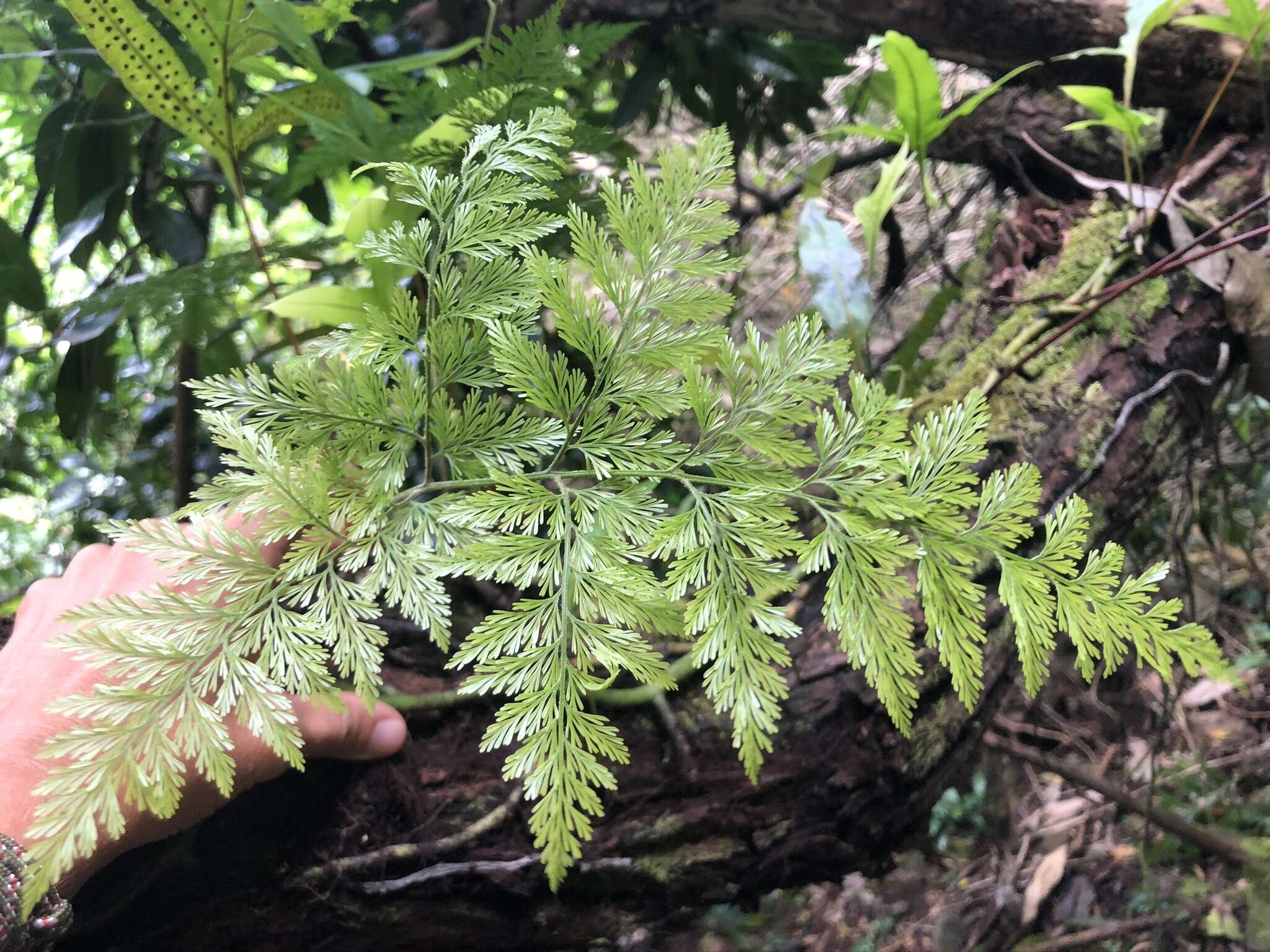 Image of Lacy hare’s-foot fern