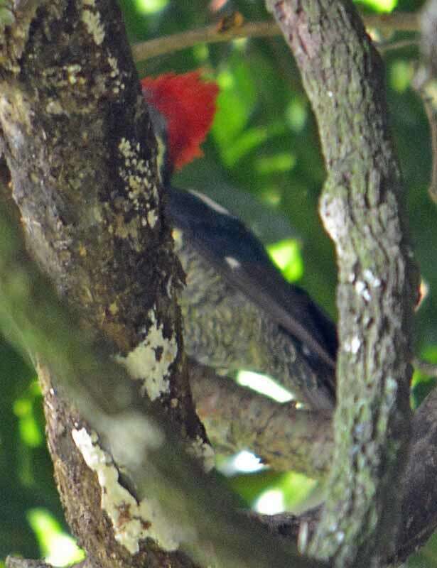 Imagem de Pica-pau-de-banda-branca