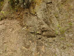 Image of Lyre-tailed Nightjar