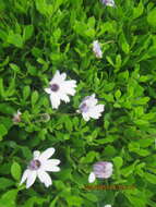 Image of shrubby daisybush