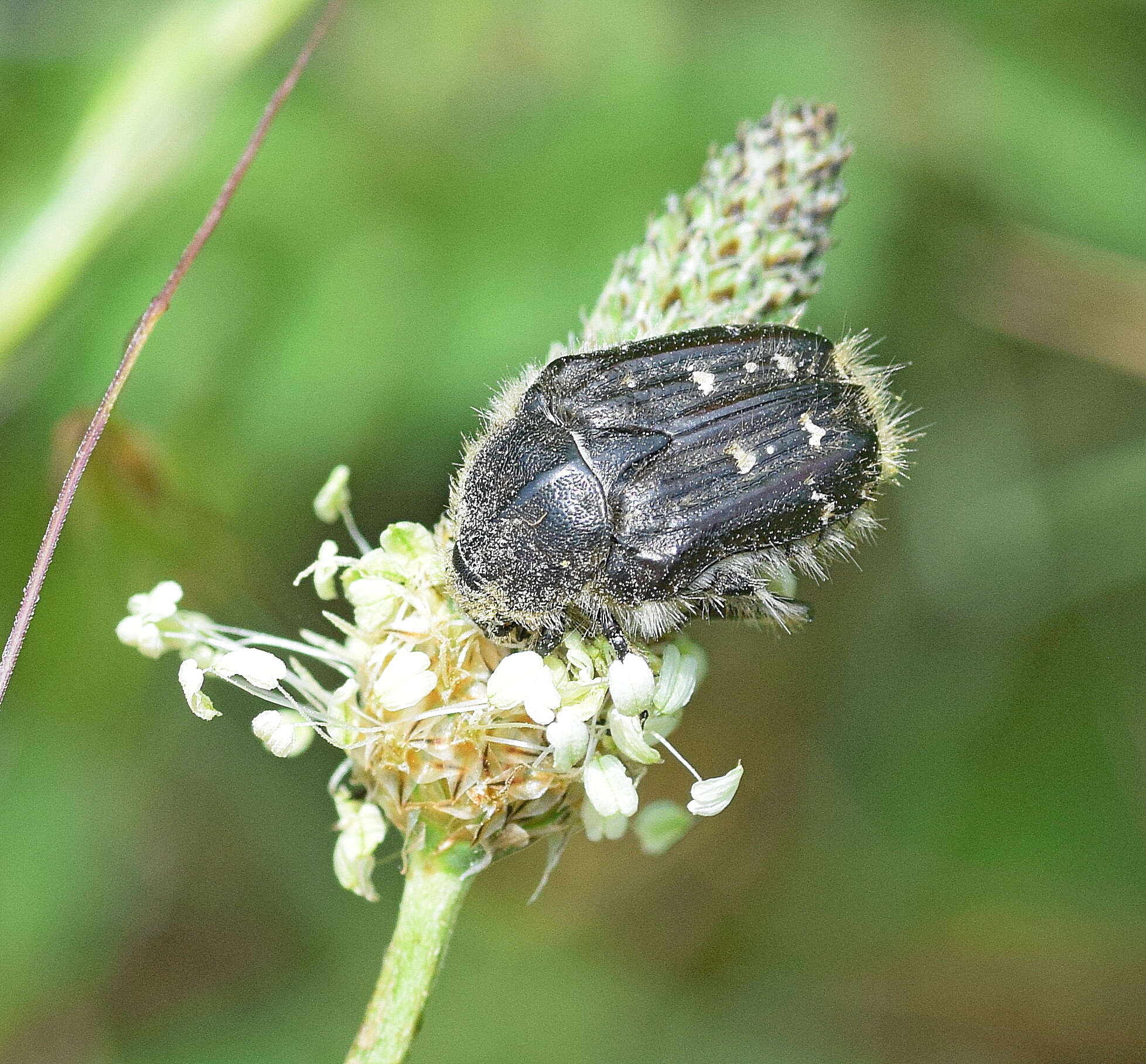 Image of Tropinota squalida (Scopoli 1763)