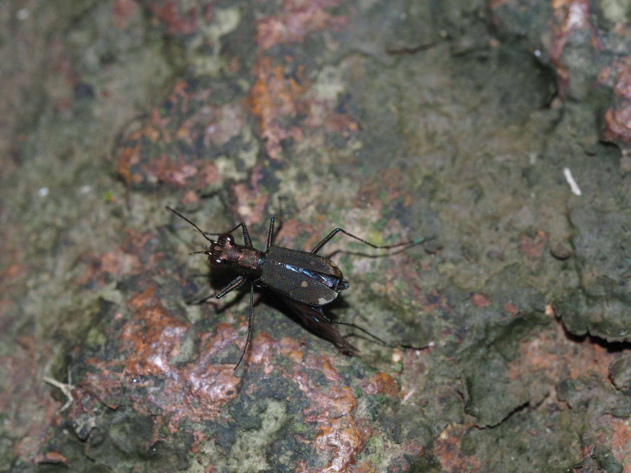 Image of Cylindera (Ifasina) kaleea (Bates 1866)