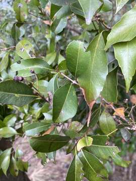 Image of Syzygium formosanum (Hayata) Mori