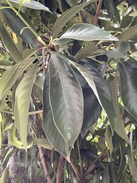 Image of Lithocarpus edulis (Makino) Nakai