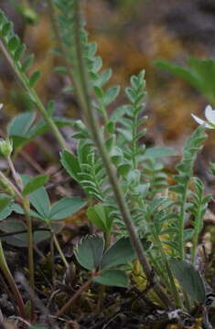 Image de Polemonium pulcherrimum subsp. lindleyi (Wherry) V. Grant