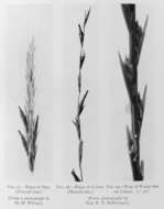 Image of Ergot