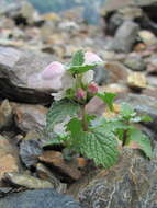 Image of Lamium tomentosum Willd.