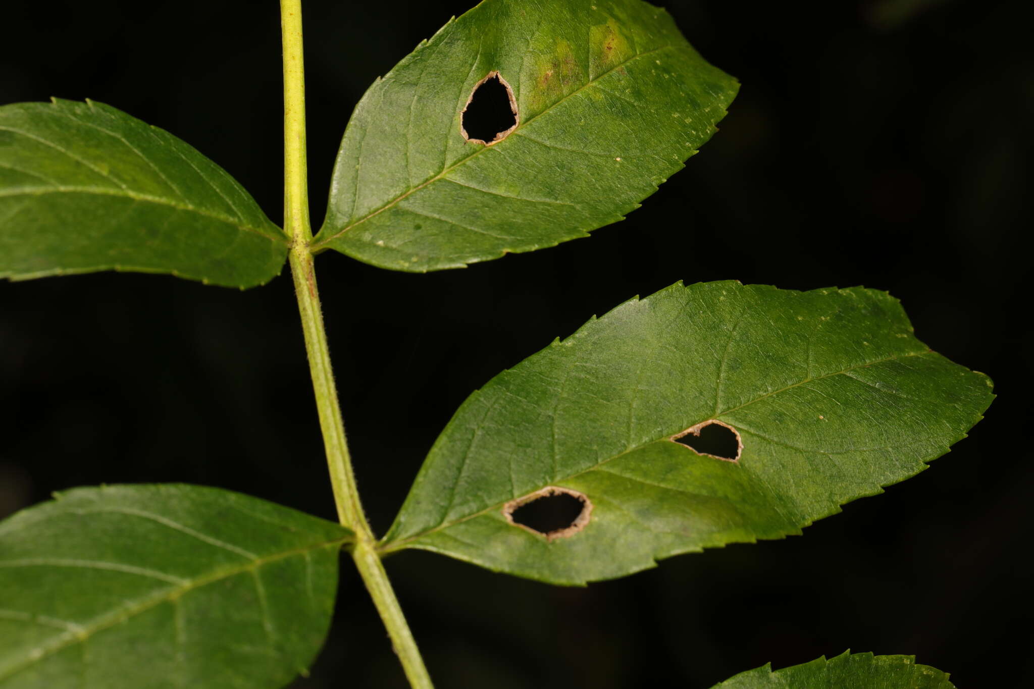 Image of Dasineura fraxinea (Kieffer 1907)